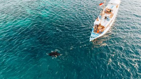 Chasing manta Stock Photos