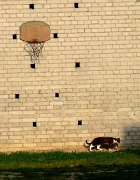 Chasing the mouse 스톡 사진