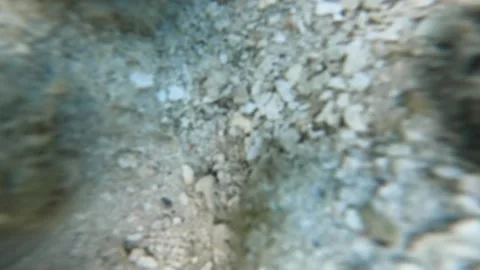 Chasing Picasso triggerfish close up view hiding in the underground tunnel seabe Stock Footage 252177969