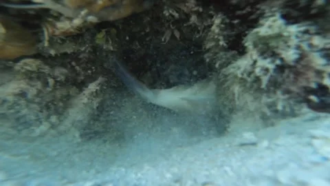 Chasing Picasso triggerfish hiding in the underground tunnel seabed bottom with  Stock Footage 252177982