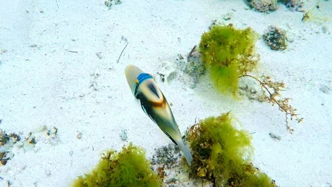 Chasing playfully picassofish Stock Footage 101488888