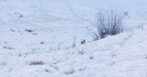 Chasing a Red Fox in the Wild Vídeo Stock 239954927