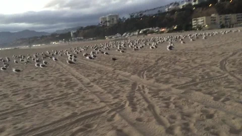 Chasing Seagalls Stock Footage 147371594