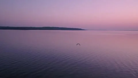 Chasing seagull Stock Footage 255149625