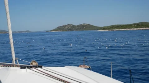 Chasing seagulls on a catamaran Video stock 221352202