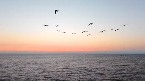 Chasing Seagulls Flying Stock-Footage 340578808