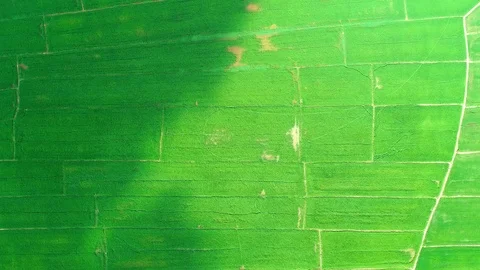 Chasing shadow of clouds against the backdrop of vast and green farmland. Видео 125389766