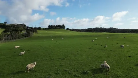 Chasing sheep on the green pastures of New Zealand 4K drone footage Stock Footage 211668058