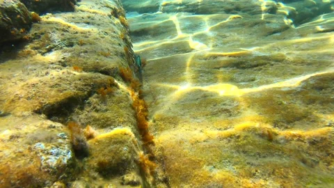 Chasing a small fish under the water, Sea of Crete Stock Footage 190010956