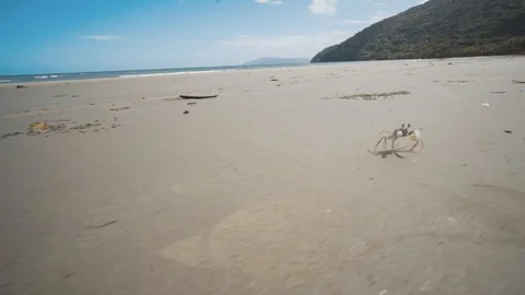 Chasing a smooth-handed ghost crab running sideways down a sandy beach, Stock Footage 103116831