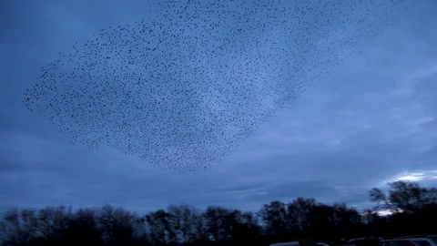 Chasing starlings Stock Footage 92688558
