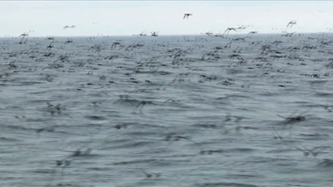Chasing the Storm Petrel by Boat Stock Footage 332185521