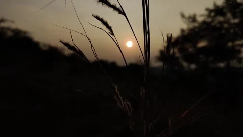 Chasing sun through dry grass. Stock Footage 139097661