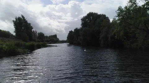 Chasing the swan above the river Stock Footage 210235674