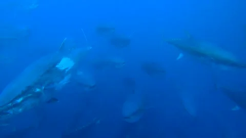 Chasing tuna in Atlantic ocean Stock Footage 155466405