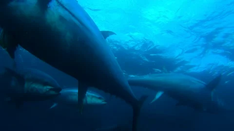 Chasing tuna in Atlantic ocean Stock Footage 155466447