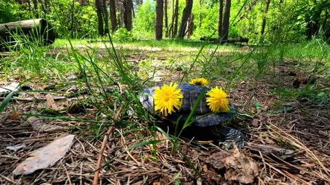 Chasing a turtle with flowers on its shell. Stock Footage 154580600