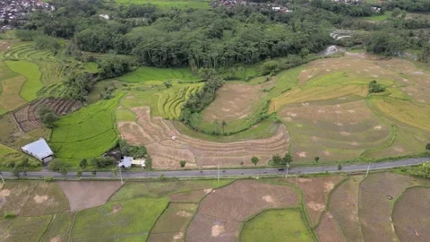 Chasing Vehicles and Capturing Harvest Paddy Field 스톡 동영상 147193716