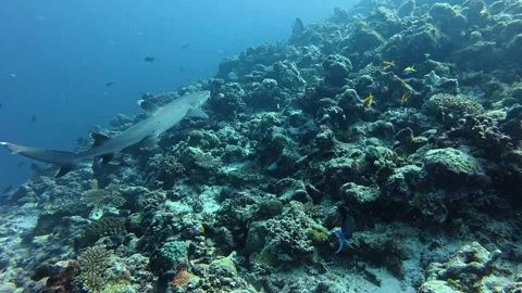 Chasing a white tip shark while scuba diving Stock Footage 346430745