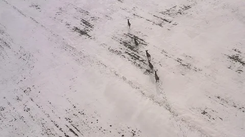 Chasing young elks on snow Stock Footage 116615676