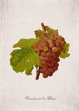 Chasselas rose de Falloux Classic Dark Wine Grape Variety, Botanical Illust.. Stock Illustration