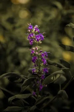 Chaste Tree bloom Foto stock
