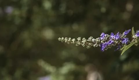 Chaste Tree blooms on a single stem Stock Photos