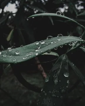 Chaste-tree leaf Stock Photos