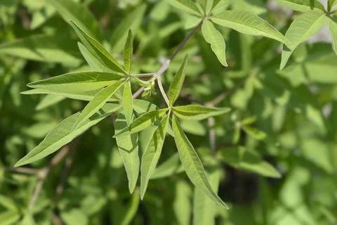 Chaste tree Stock Photos