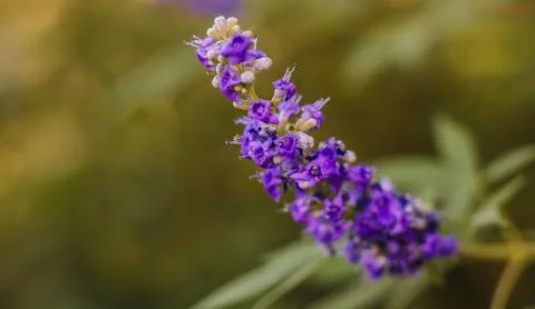 Chaste tree . Single bloom . Close up Stock Photos