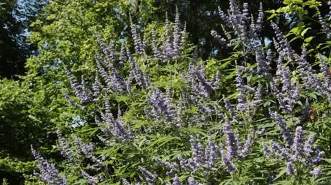 Chaste tree (Vitex agnus-castus) Stock Footage 17204416