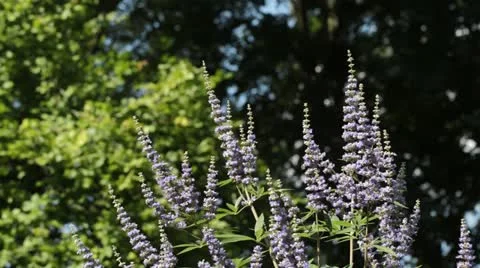 Chaste tree (Vitex agnus-castus) Stock Footage 17204490