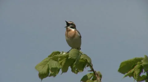 Chat 1 Stock Footage 18184093