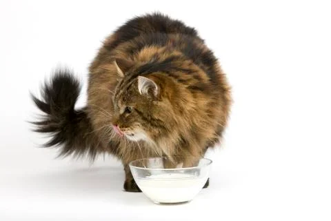 CHAT ANGORA Stock Photos