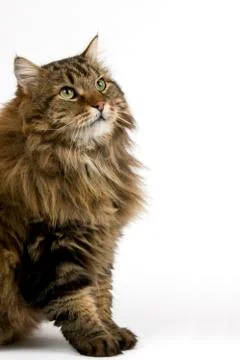 CHAT ANGORA Stock Photos