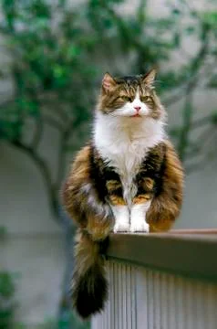 CHAT ANGORA Stock Photos