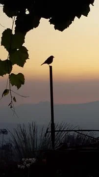 Chat bird at sunset Stock Photos