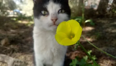Chat fleur cat jardin Stock Footage 130266605