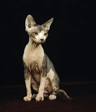 CHAT NU Stock Photos