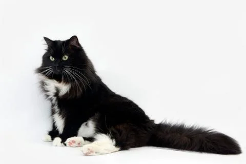 CHAT SIBERIEN Stock Photos