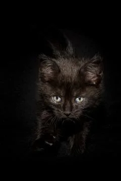 Chaton noir Stock Photos