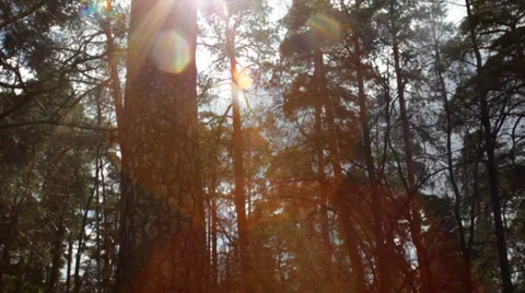 Chatoyment play of colors in spring pine forest. Multicolor specks of sunshine Stock Footage 38610536