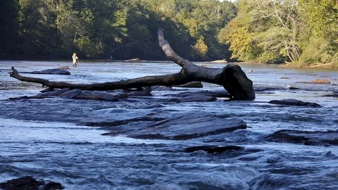The Chattahoochee River Flows over log and fly fisherman casts line Stock Footage 116517991