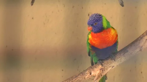 The Chattering Lori Bird with Multicolored Plumage Stock Footage 238533267