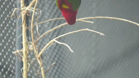The Chattering Lory Bird in the zoo. Stock Footage 328846694