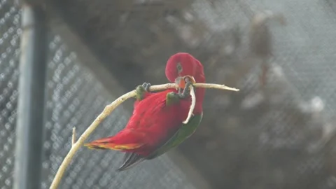 The Chattering Lory Bird in the zoo. Stock Footage 329085847
