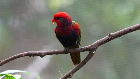 Chattering lory Stock Footage 150537580