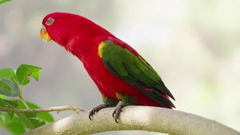 Chattering lory, lorius garrulus, an endemic parrot of Indonesia, vulnerable 스톡 동영상 241722453