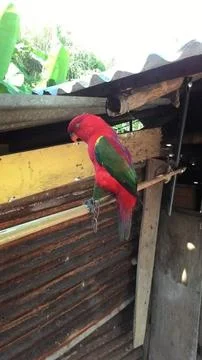 The chattering lory (Lorius garrulus) Stock Photos