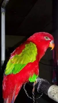The chattering lory (Lorius garrulus) Stock Photos